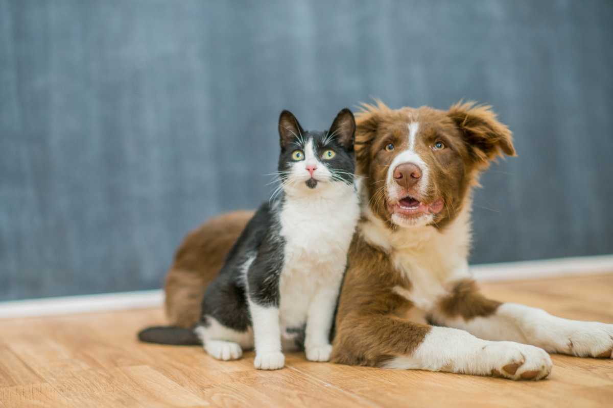 Cane e gatto